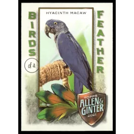   2021-22 Topps Allen and Ginter Birds of a Feather #BOF-6 Hyacinth Macaw